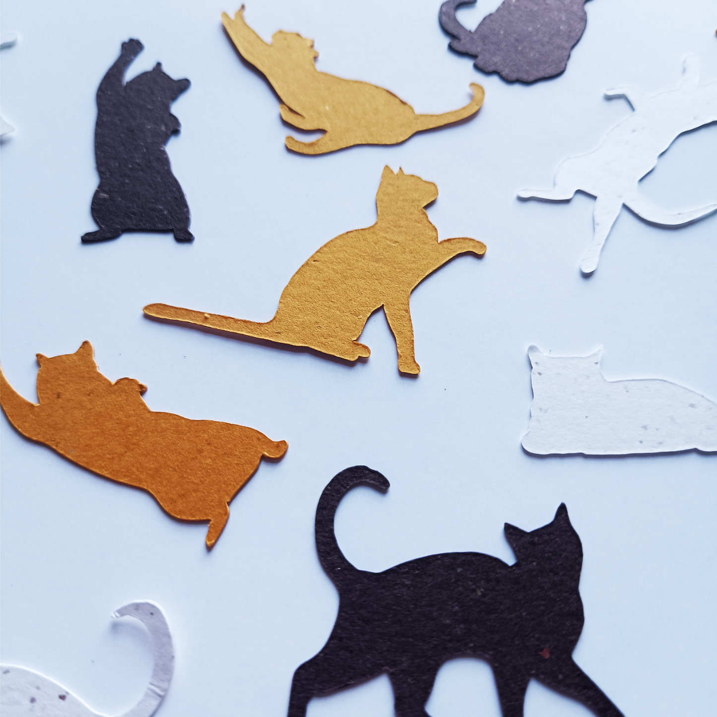 Catfetti Table Scatter